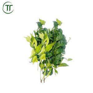 Mắc mật